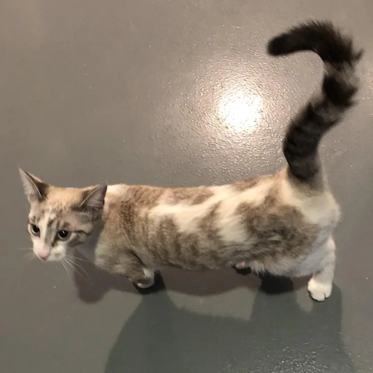 Miko thumbnail 3