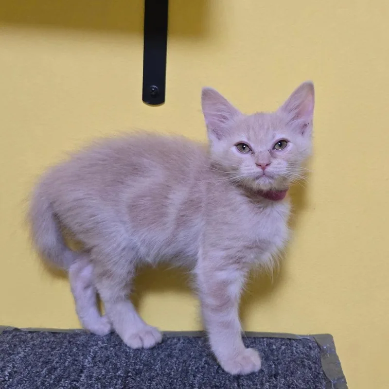 A baby small-sized female Buff / Tan / Fawn Domestic Medium Hair cat named Horsetail for adoption in Brownsboro, AL