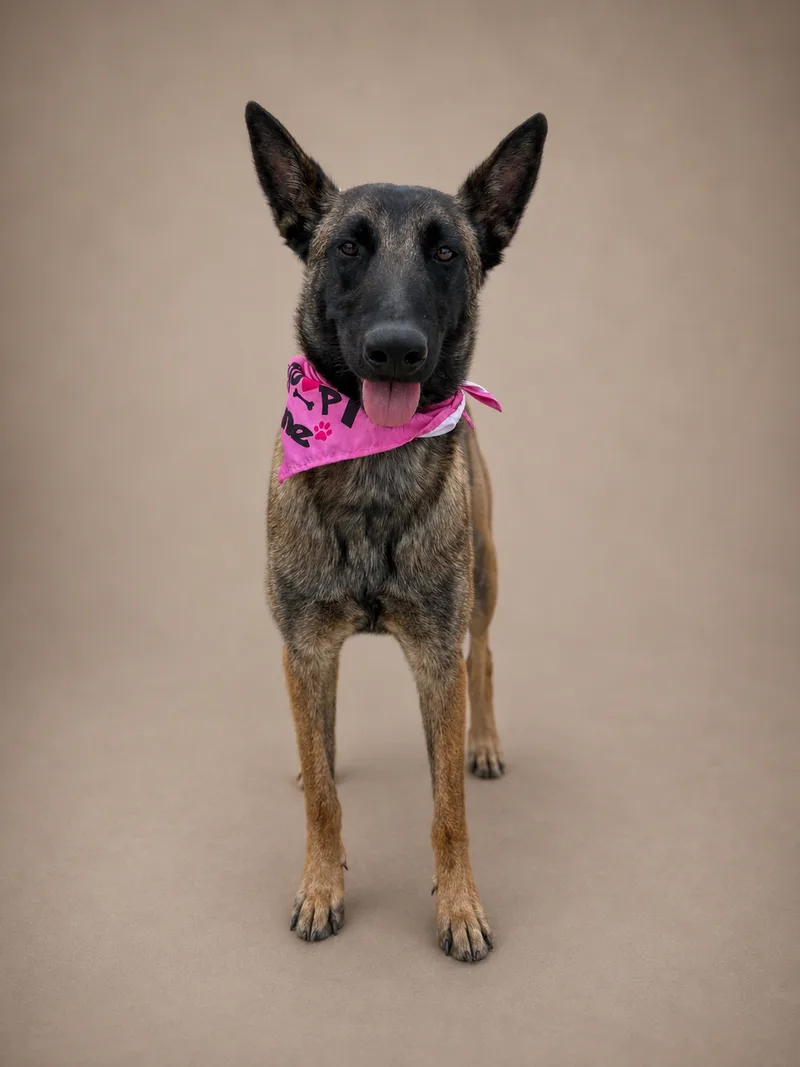 A young large-sized female Belgian Shepherd / Malinois dog named Molly for adoption in Perris, California