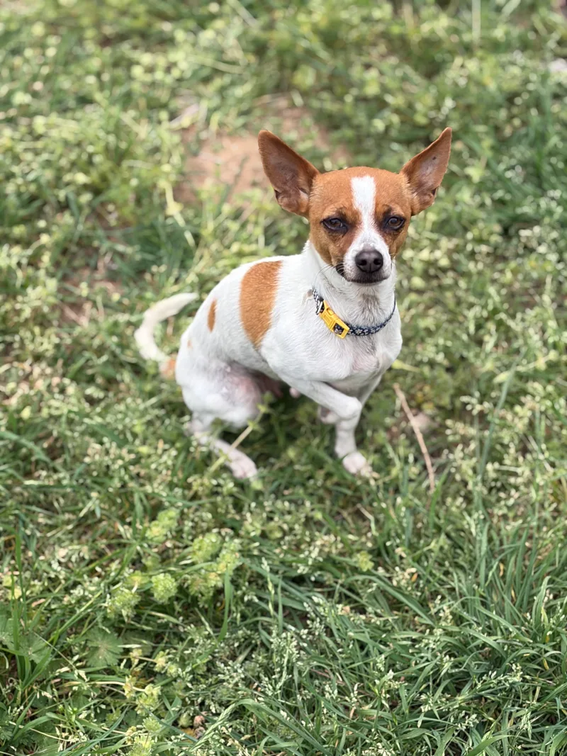 An adult small-sized female White and Brown Chihuahua dog named Daisy for adoption