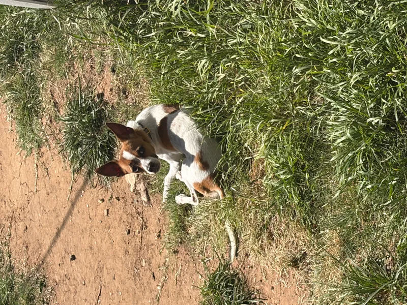 Daisy thumbnail 2
