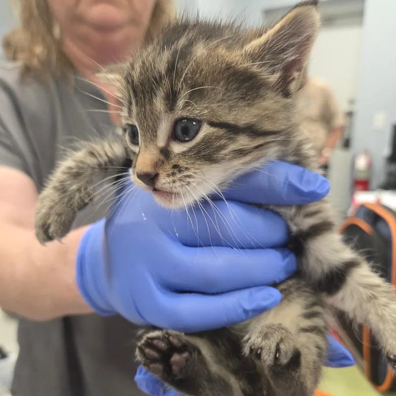 A baby small-sized male Gray / Blue / Silver Domestic Short Hair cat named Gene Simmons for adoption in Milton, FL