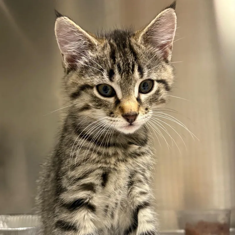 Gene Simmons thumbnail 2