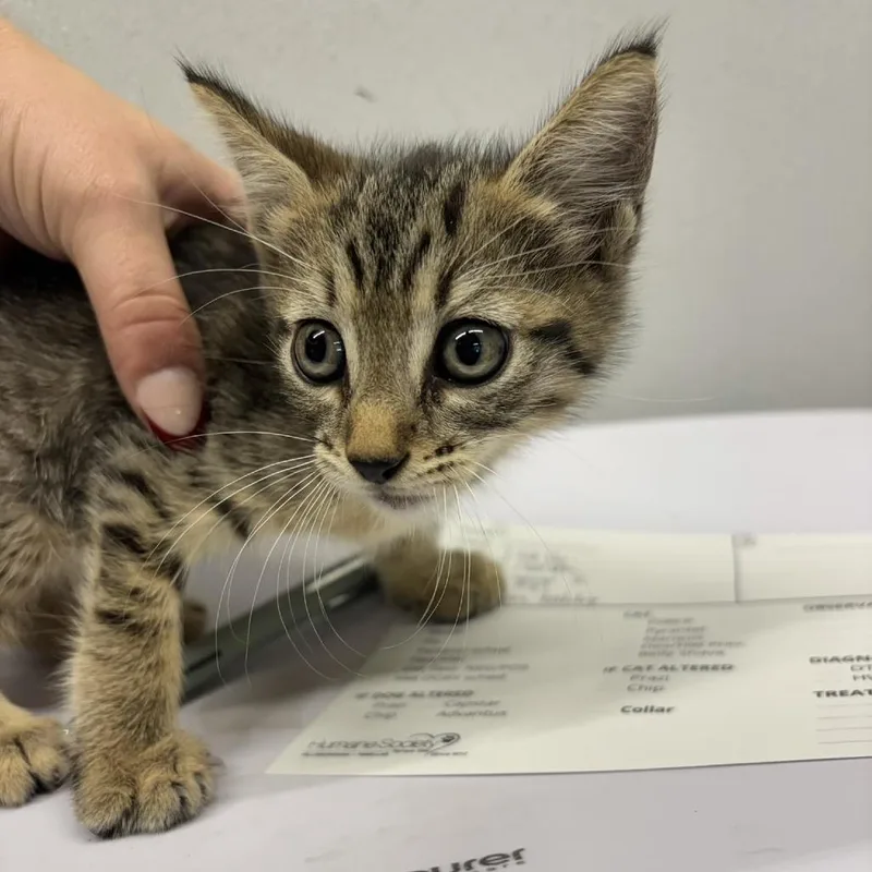 A baby small-sized male Gray / Blue / Silver Domestic Short Hair cat named Dash for adoption in Tampa, FL
