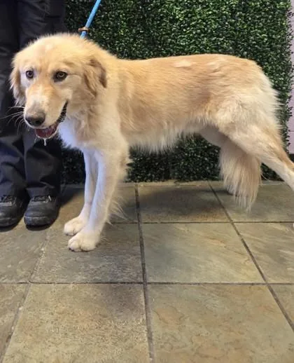 An adult large-sized male Golden Retriever dog named Bandit for adoption in El Paso, TX