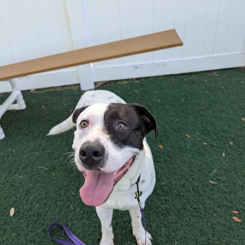 An adult large-sized male White / Cream Mixed Breed dog named Polo for adoption in Naples, FL