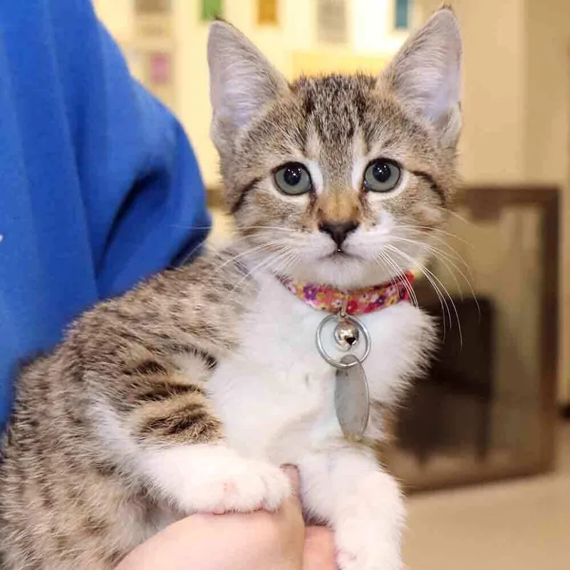 A baby small-sized female Domestic Short Hair cat named Moonpie for adoption in Port Washington, NY