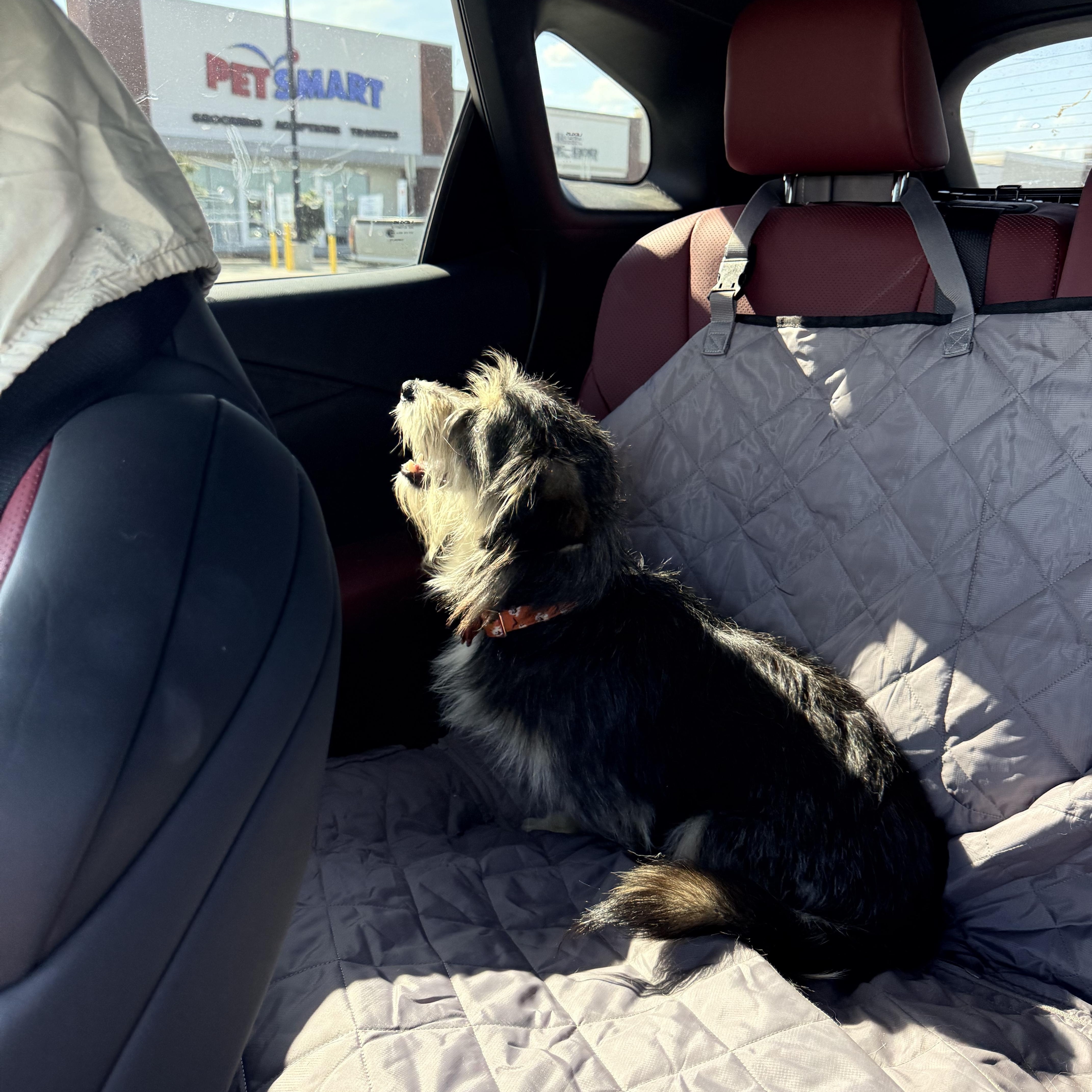 A young small-sized male Norfolk Terrier dog named Dan for adoption in Douglas, GA