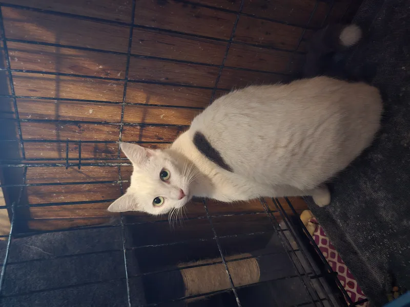 A young small-sized female White Grey Domestic Short Hair cat named Moma Quill for adoption