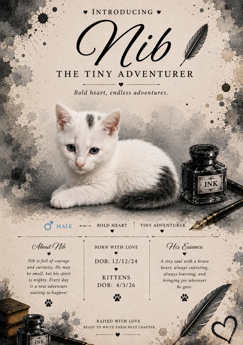A baby small-sized male Dilute Calico Domestic Medium Hair cat named Nib for adoption