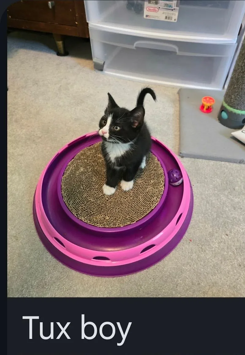 Tux thumbnail 4