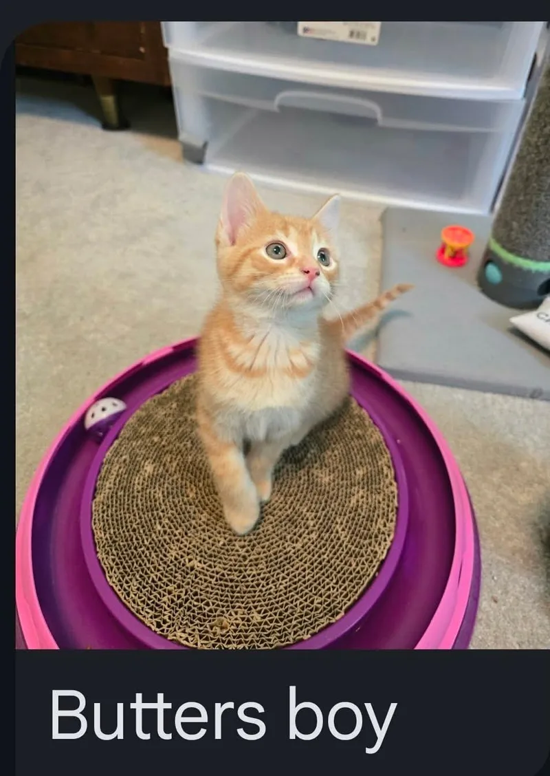 Butters thumbnail 4