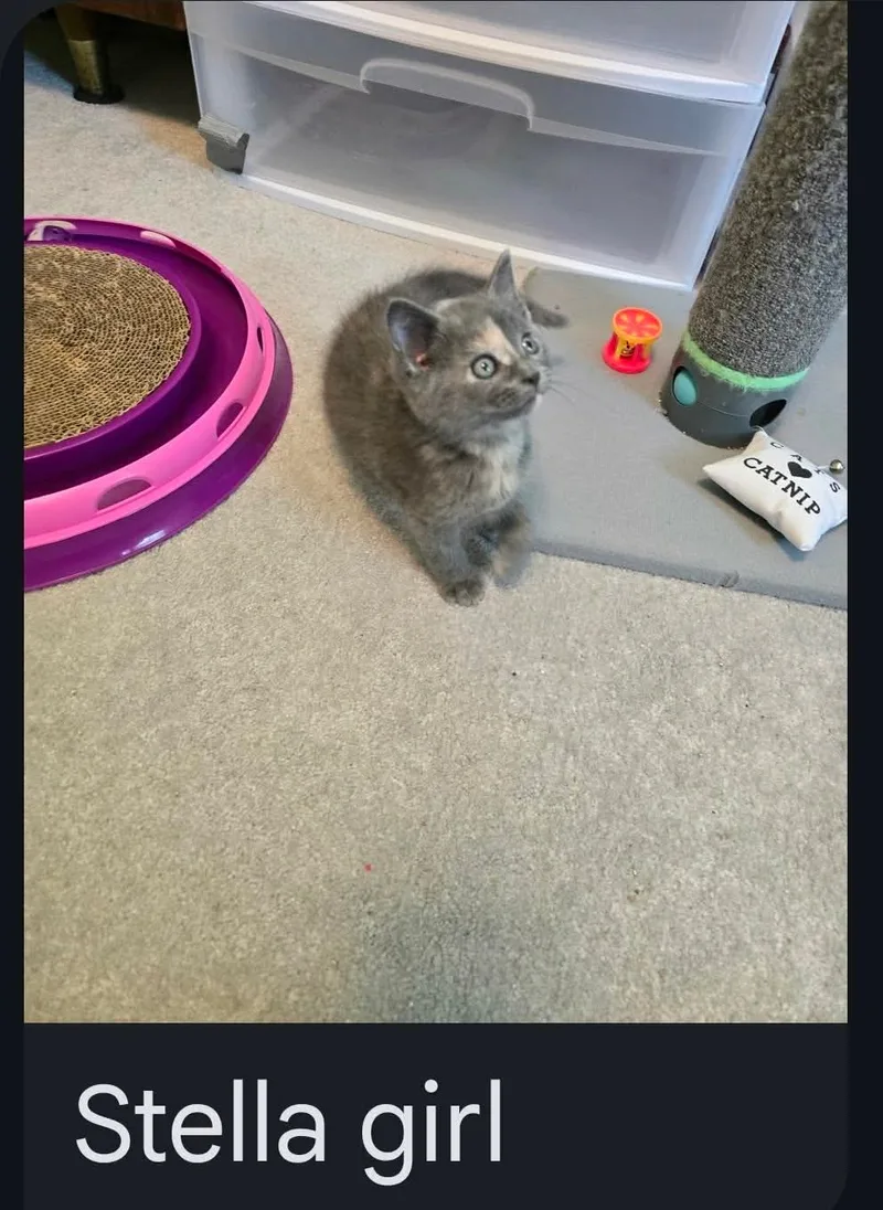 Stella thumbnail 4