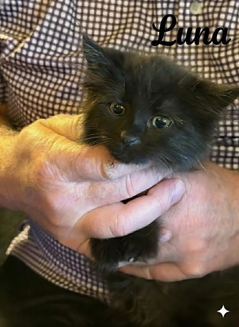 Luna McFrank thumbnail 2