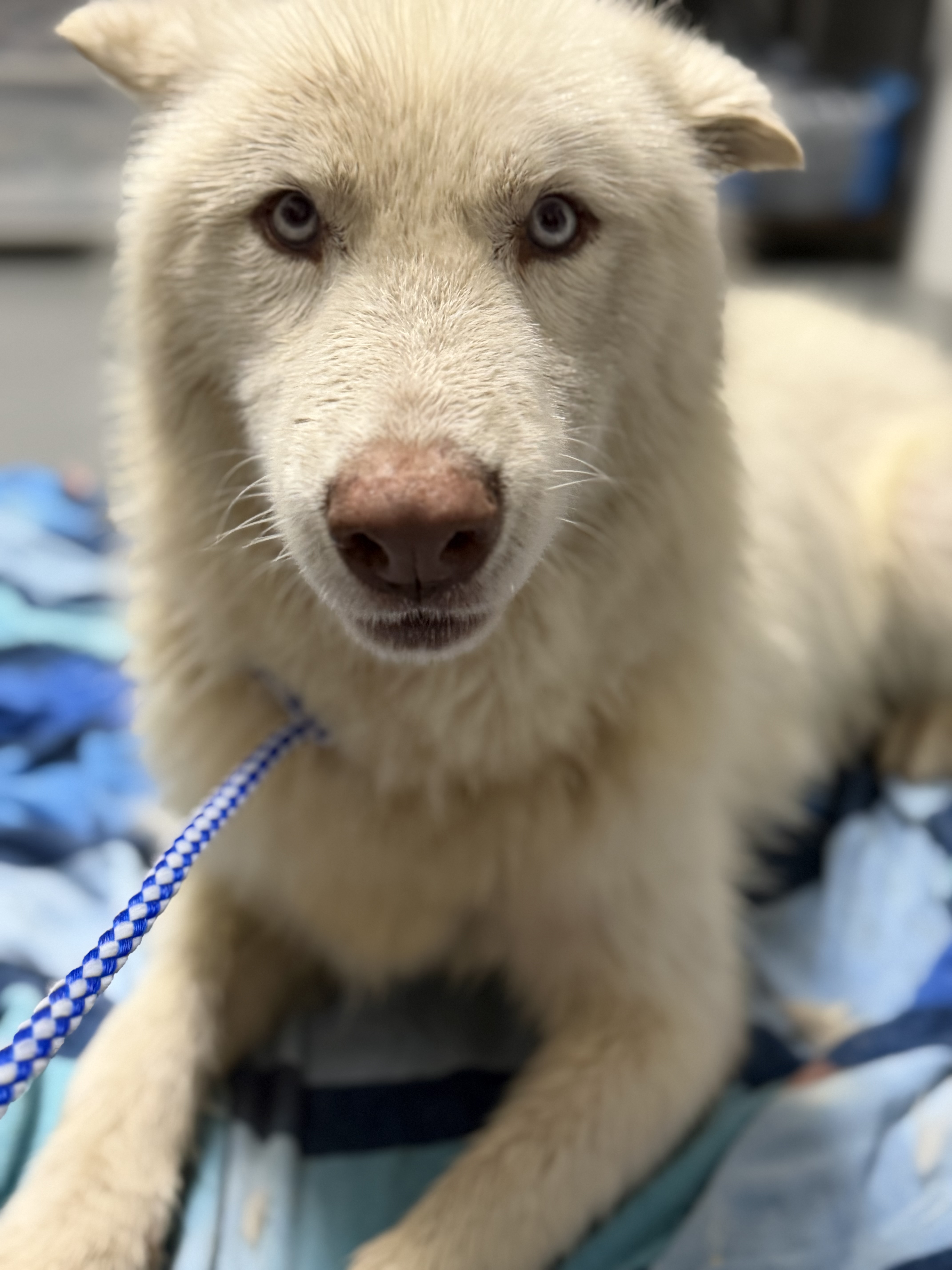 A young medium-sized male White Siberian Husky dog named JACOB for adoption