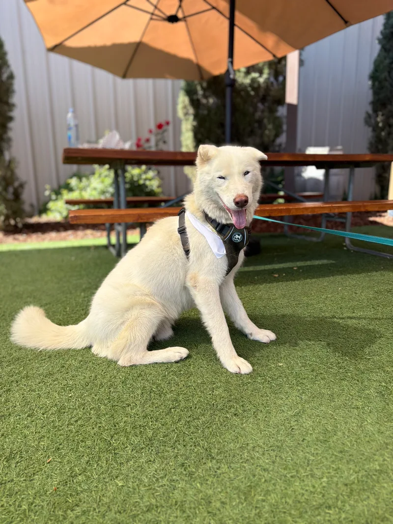 A young medium-sized male White Siberian Husky dog named JACOB for adoption
