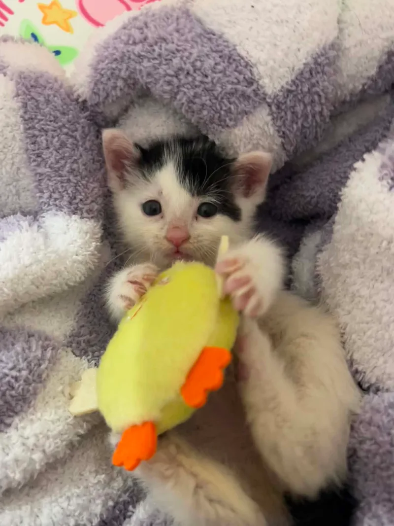 Kermit The Cat