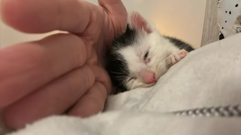 Kermit The Cat thumbnail 2
