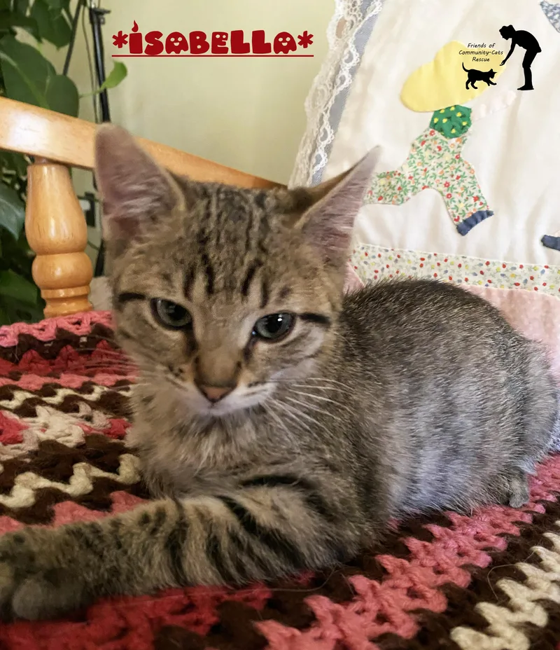 A baby small-sized female Tabby (Brown / Chocolate) Domestic Short Hair cat named Isabella for adoption in Centerville, UT