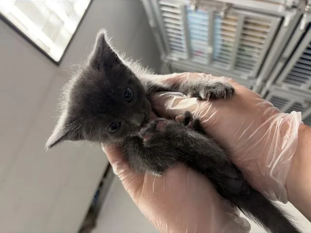 A baby small-sized male Domestic Short Hair cat named Gilligan for adoption in San Bernardino, CA
