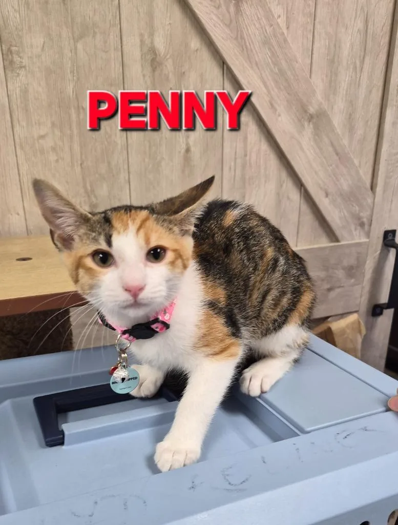 Penny Tac