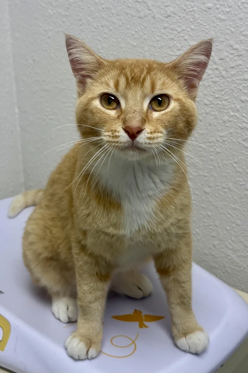 An adult medium-sized male Tabby (Orange / Red) Domestic Short Hair cat named Cheddar for adoption in Charles City, IA