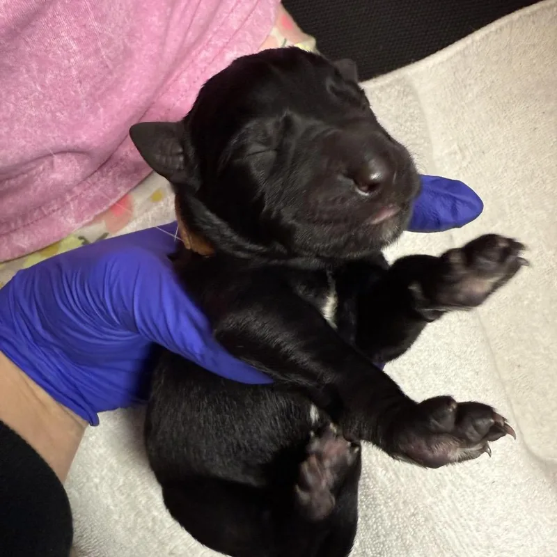 A baby small-sized male Black German Shepherd Dog dog named Woody for adoption in Bartlett, TN