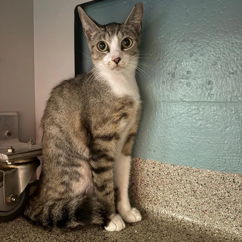 Tigra