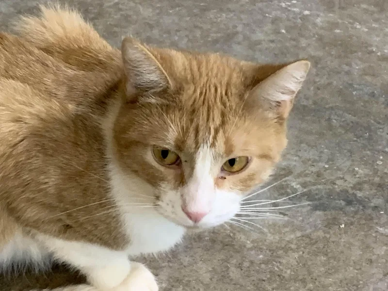 Samantha thumbnail 2