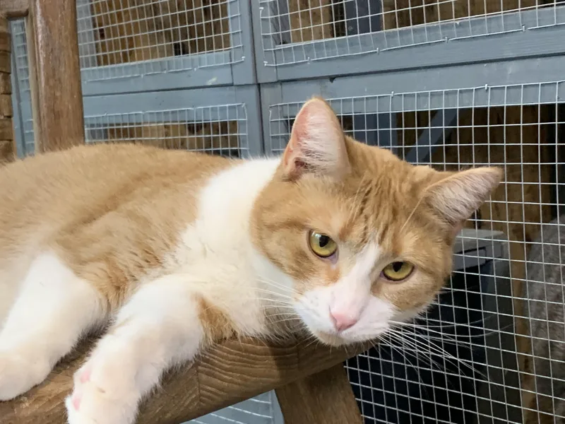 Samantha thumbnail 3