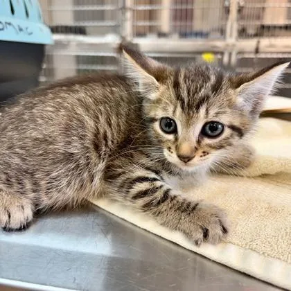 A baby small-sized male Domestic Short Hair cat named Puddin for adoption in West Chester, PA