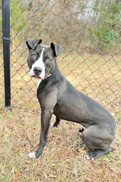 A young medium-sized female American Bulldog dog named Willow for adoption in Haw River, NC
