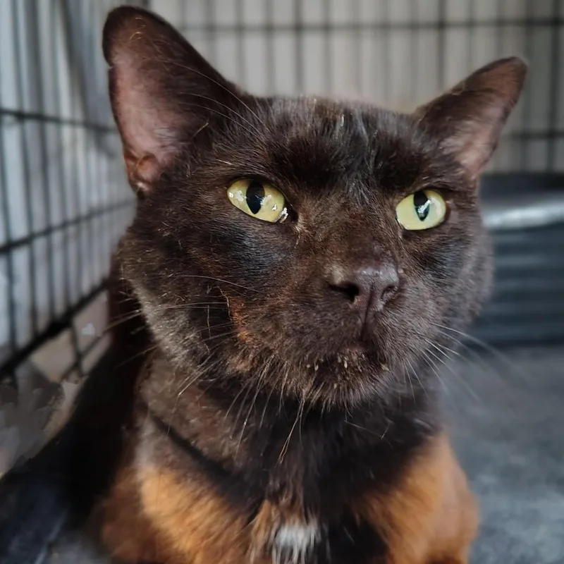 An adult small-sized male Black Domestic Medium Hair cat named Bourbon for adoption in Titusville, FL