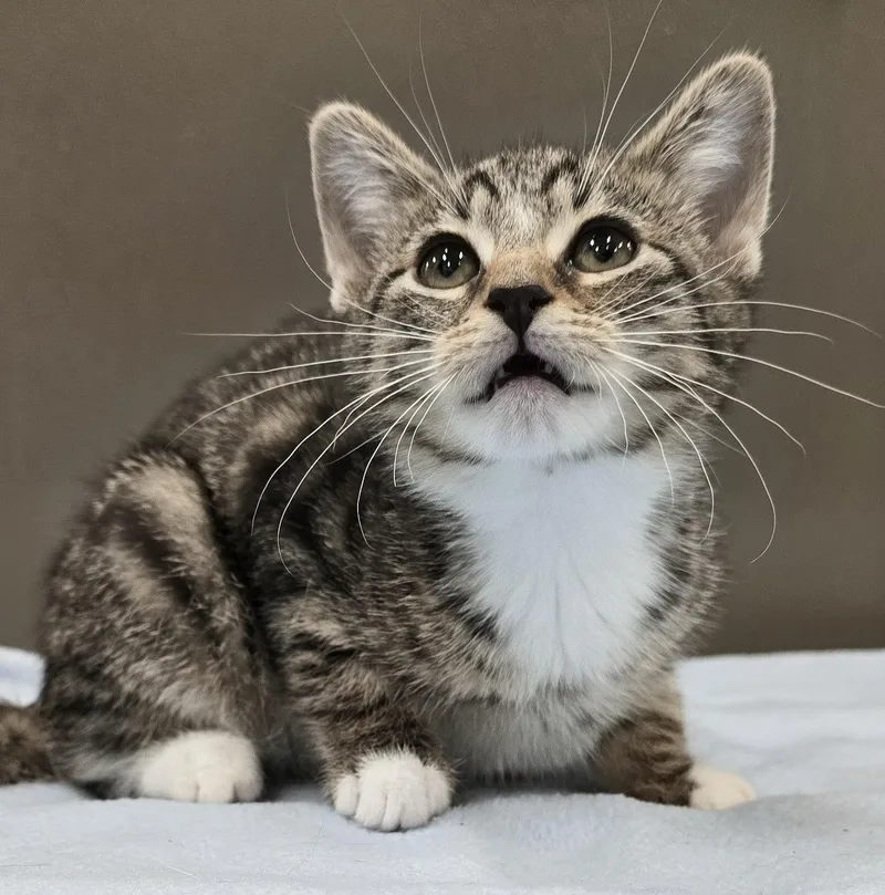 A baby medium-sized female Tabby (Brown / Chocolate) Domestic Short Hair cat named Ella for adoption in Amityville, NY