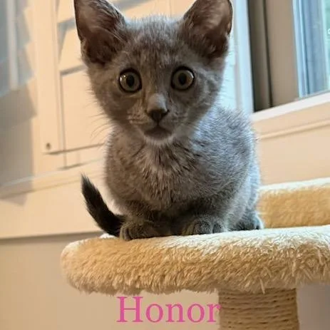 A baby medium-sized female Gray / Blue / Silver Domestic Short Hair cat named Honor for adoption in Mooresville, NC