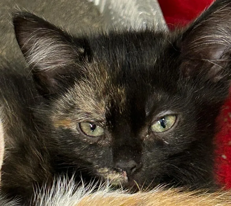 A young medium-sized female Domestic Short Hair cat named Midge for adoption in Cumming, GA