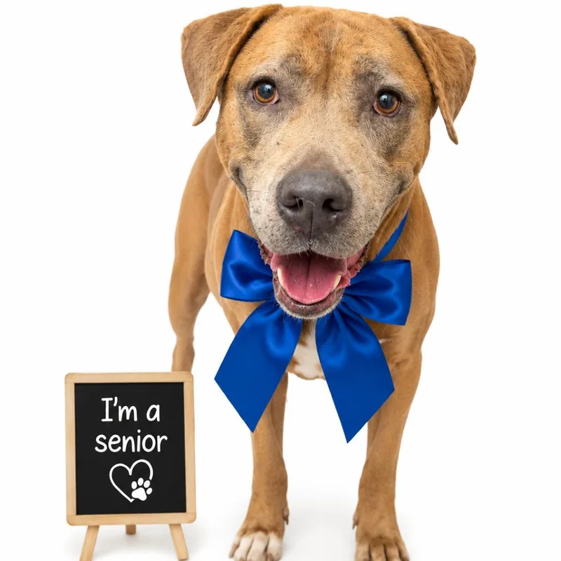 A senior large-sized male Gray / Blue / Silver Mixed Breed dog named Moses for adoption in Columbiana, AL