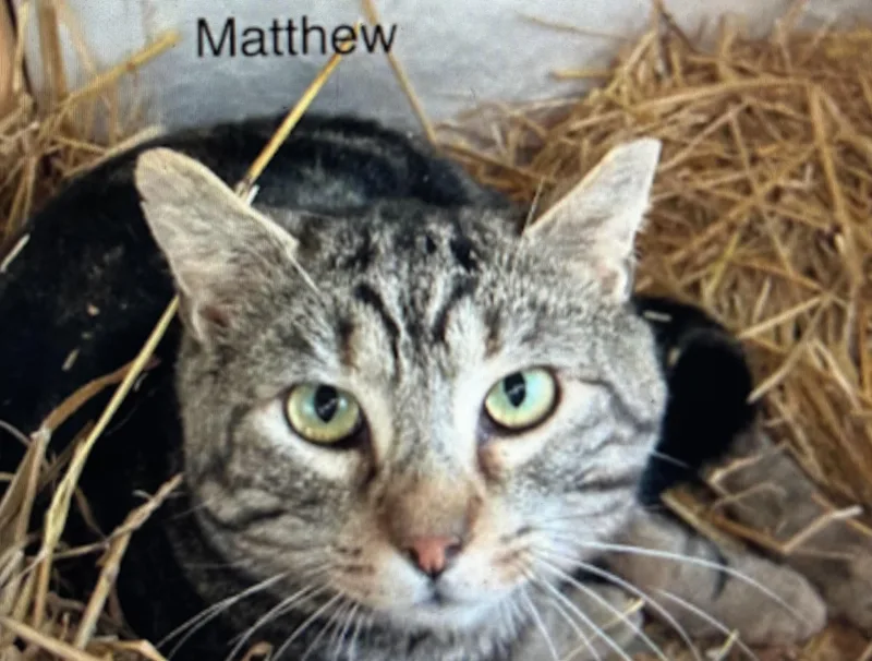 A senior large-sized male Tabby (Brown / Chocolate) Domestic Short Hair cat named Matthew for adoption in Queenstown, MD