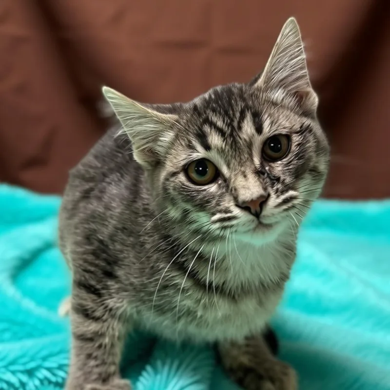 A baby small-sized male Gray / Blue / Silver Domestic Short Hair cat named Flea for adoption in Enid, OK