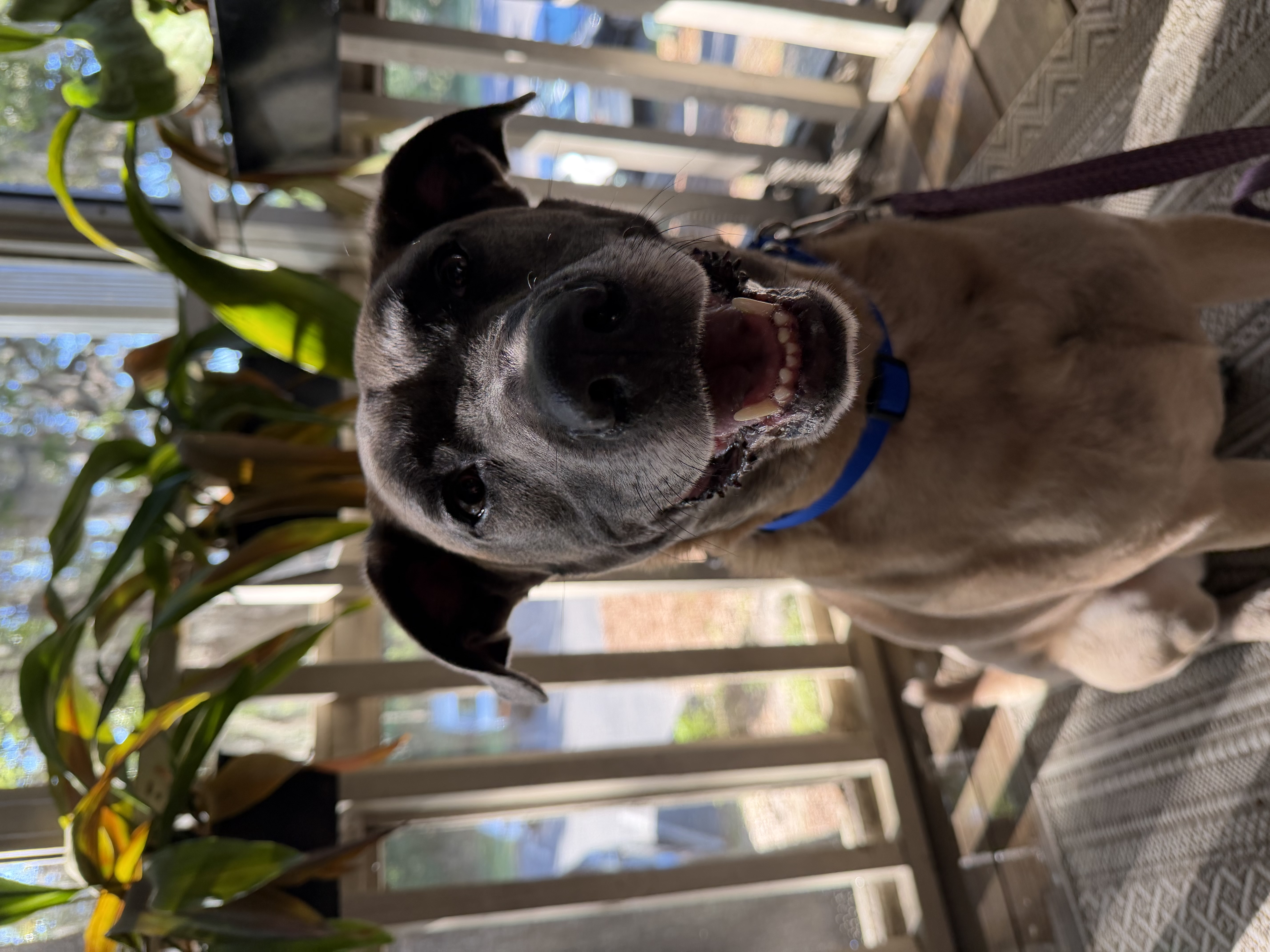 An adult large-sized female Black Mixed Breed dog named Raina for adoption