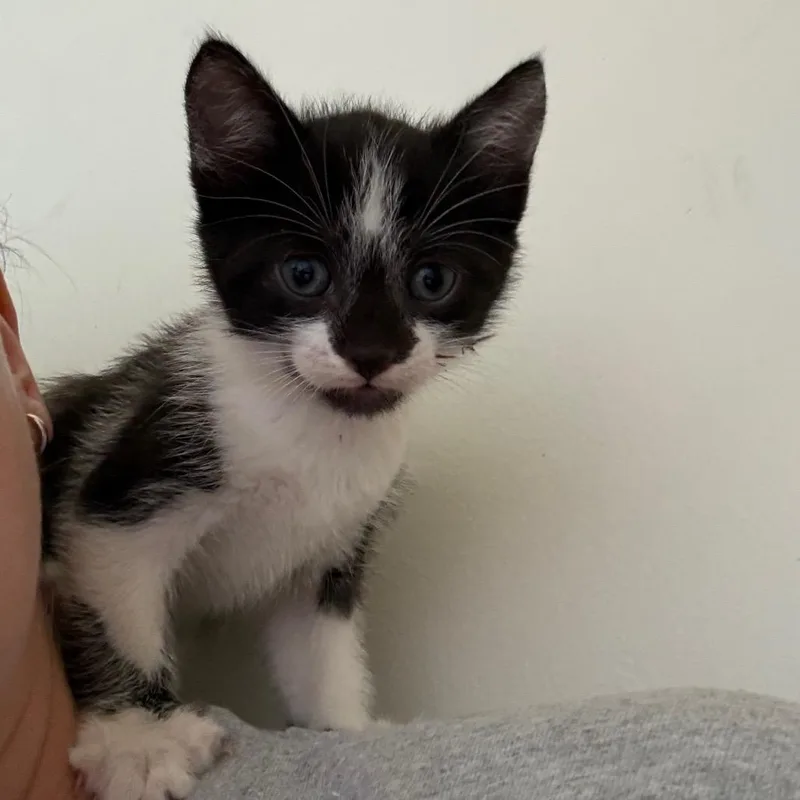 A baby small-sized male Black Domestic Short Hair cat named Puffin ShawCA for adoption in Tallahassee, FL