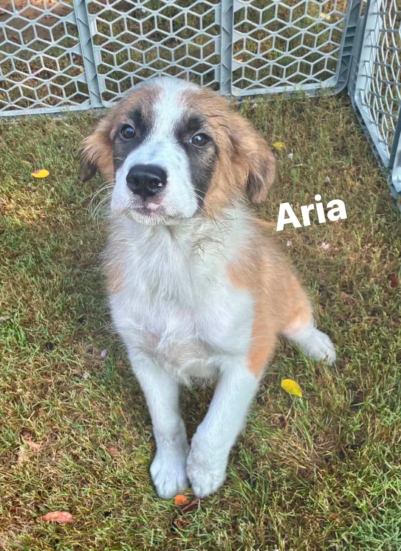 Aria