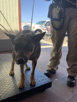 A baby medium-sized female Brown / Chocolate Australian Cattle Dog / Blue Heeler dog named 60825796 for adoption in El Paso, TX