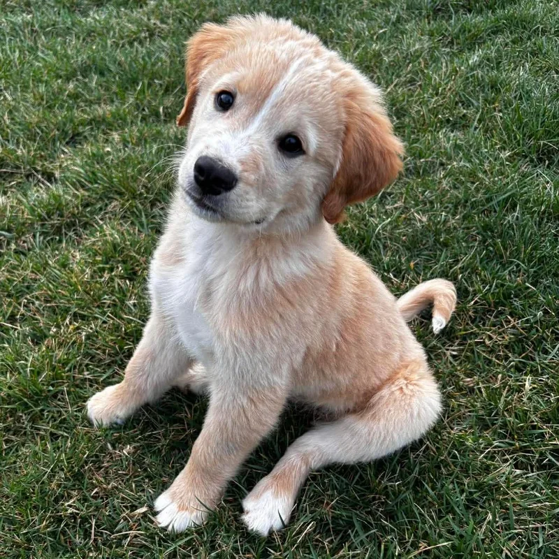 A baby small-sized male Yellow / Tan / Blond / Fawn Labrador Retriever dog named Beast for adoption in Jackson, MO