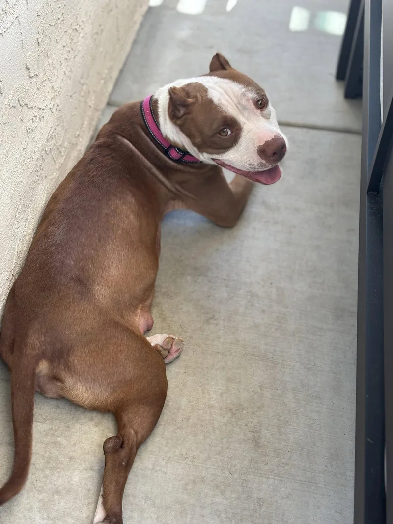 An adult medium-sized female American Staffordshire Terrier dog named Dolly for adoption in San Diego, CA
