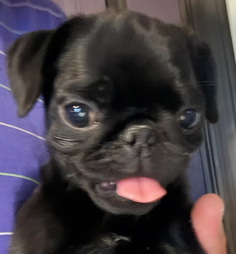 Pepper