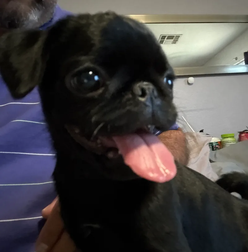 Pepper thumbnail 4