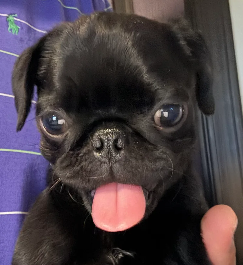 Pepper thumbnail 5