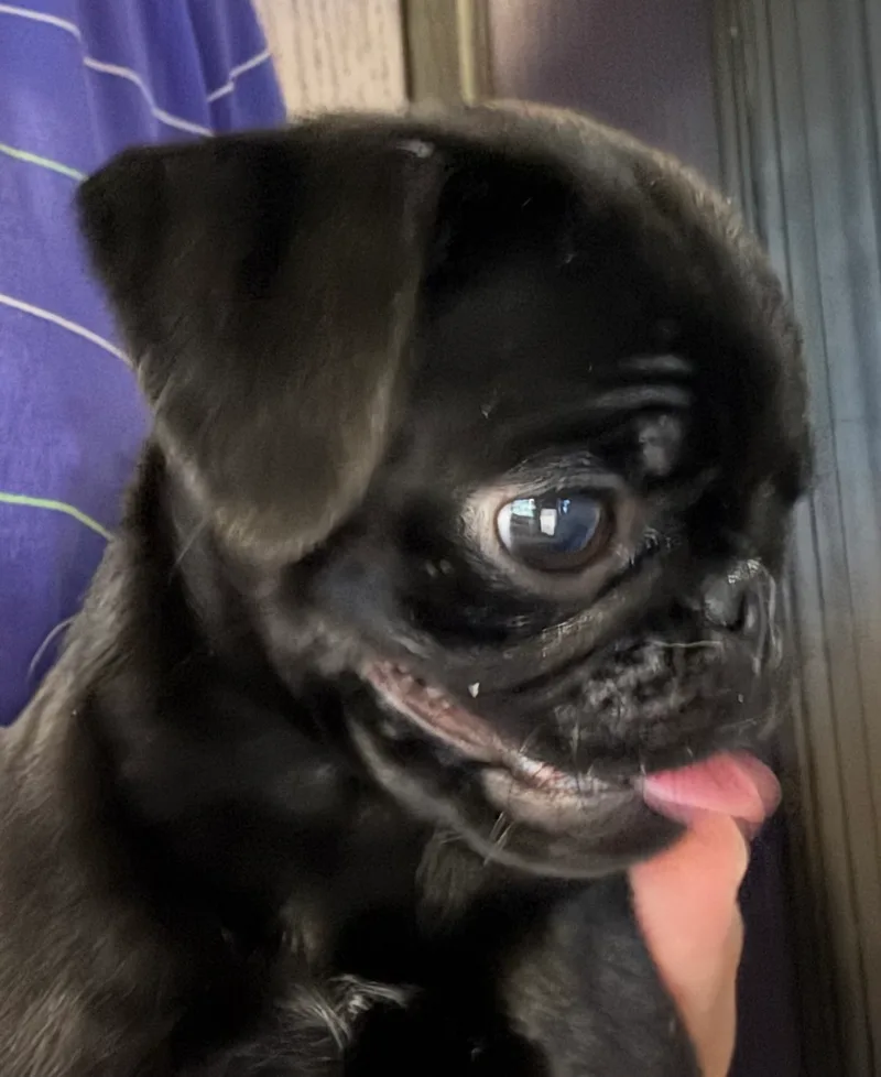 Pepper thumbnail 2