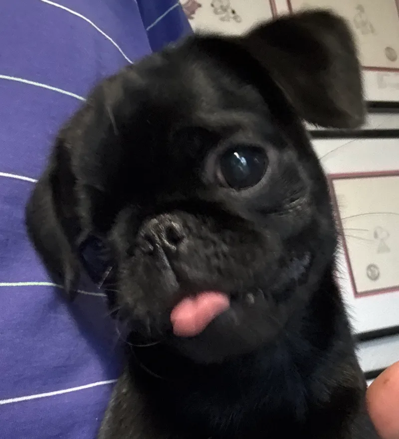 Pepper thumbnail 3